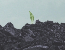 plant growing out of coal - this is the book cover for the novel mine